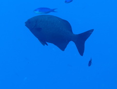 Kyphosus cinerascens