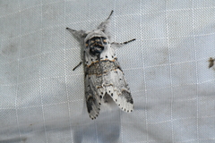 Furcula occidentalis