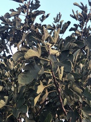 Ficus carica