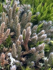 Selaginella rupestris