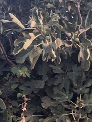 Ficus carica