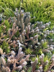 Selaginella rupestris