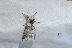 Furcula occidentalis