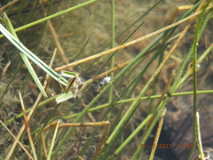 Neogerris hesione