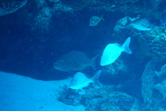 Mycteroperca bonaci