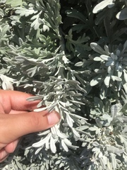 Artemisia stelleriana