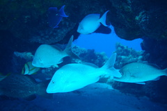 Acanthurus coeruleus