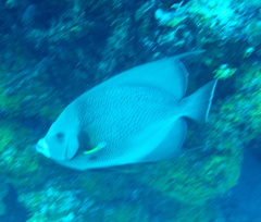 Pomacanthus arcuatus