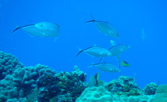 Caranx ruber