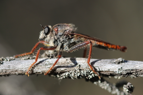Common Rusty Robber