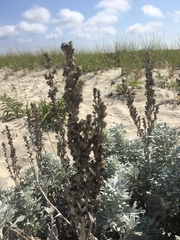 Artemisia stelleriana