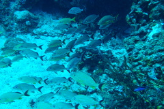 Haemulon carbonarium