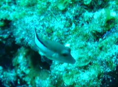 Canthigaster rostrata