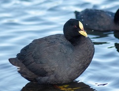 Fulica armillata