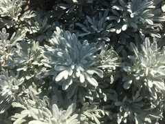 Artemisia stelleriana