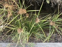 Cyperus eragrostis