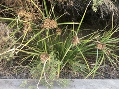 Cyperus eragrostis