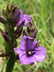 Arthropodium