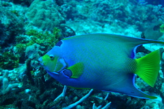 Holacanthus ciliaris