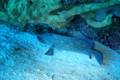 Rypticus saponaceus