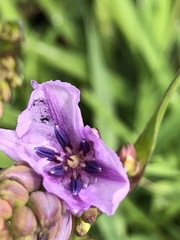 Arthropodium