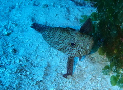 Cephalopholis cruentata