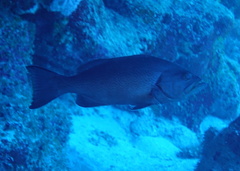 Mycteroperca interstitialis