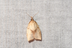 Sparganothis xanthoides