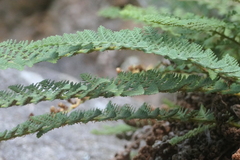 Dryopteris fragrans