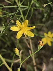 Gutierreziinae