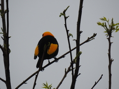 Sericulus chrysocephalus