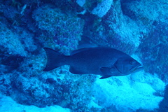 Mycteroperca interstitialis