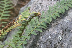 Dryopteris fragrans