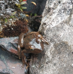 Dendropsophus luddeckei