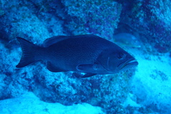 Mycteroperca interstitialis