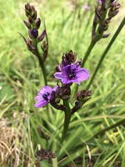 Arthropodium