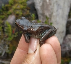 Dendropsophus luddeckei