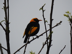 Sericulus chrysocephalus