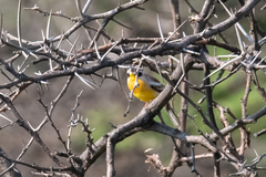 Emberiza flaviventris kalaharica