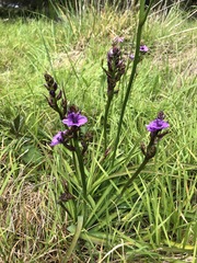 Arthropodium
