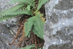 Dryopteris fragrans