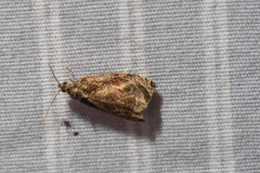 Olethreutes comandranum