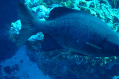 Kyphosus cinerascens