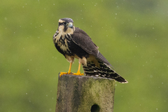 Falco femoralis