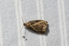 Olethreutes comandranum