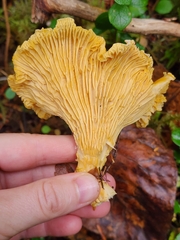 Cantharellus formosus