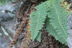 Dryopteris fragrans