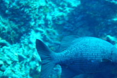 Kyphosus cinerascens