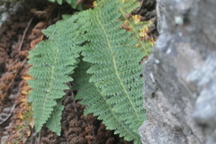 Dryopteris fragrans