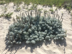 Artemisia stelleriana